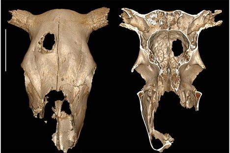 A 3D reconstruction of the cow skull shows its exterior and interior perspectives.