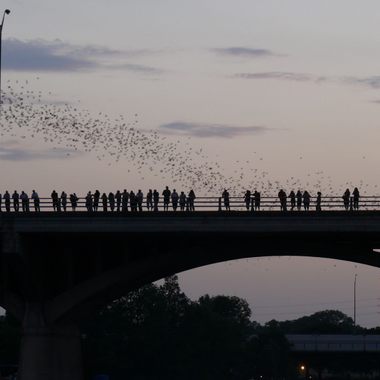 Crowds gather to watch the bats fly out as the sun sets.