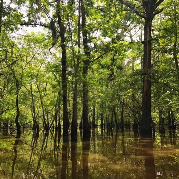 Honey Island Swamp – Pearl River, Louisiana - Atlas Obscura