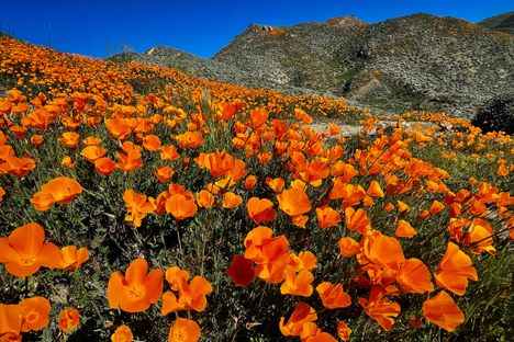 Just 50 miles southeast of downtown Los Angeles, a field of California poppies paints Walker Canyon a vibrant orange. The poppies appear in several Indigenous legends. In one Chumash story, a talking lizard describes the flowers by saying, “it is as if the sun itself is on the ground.” 
