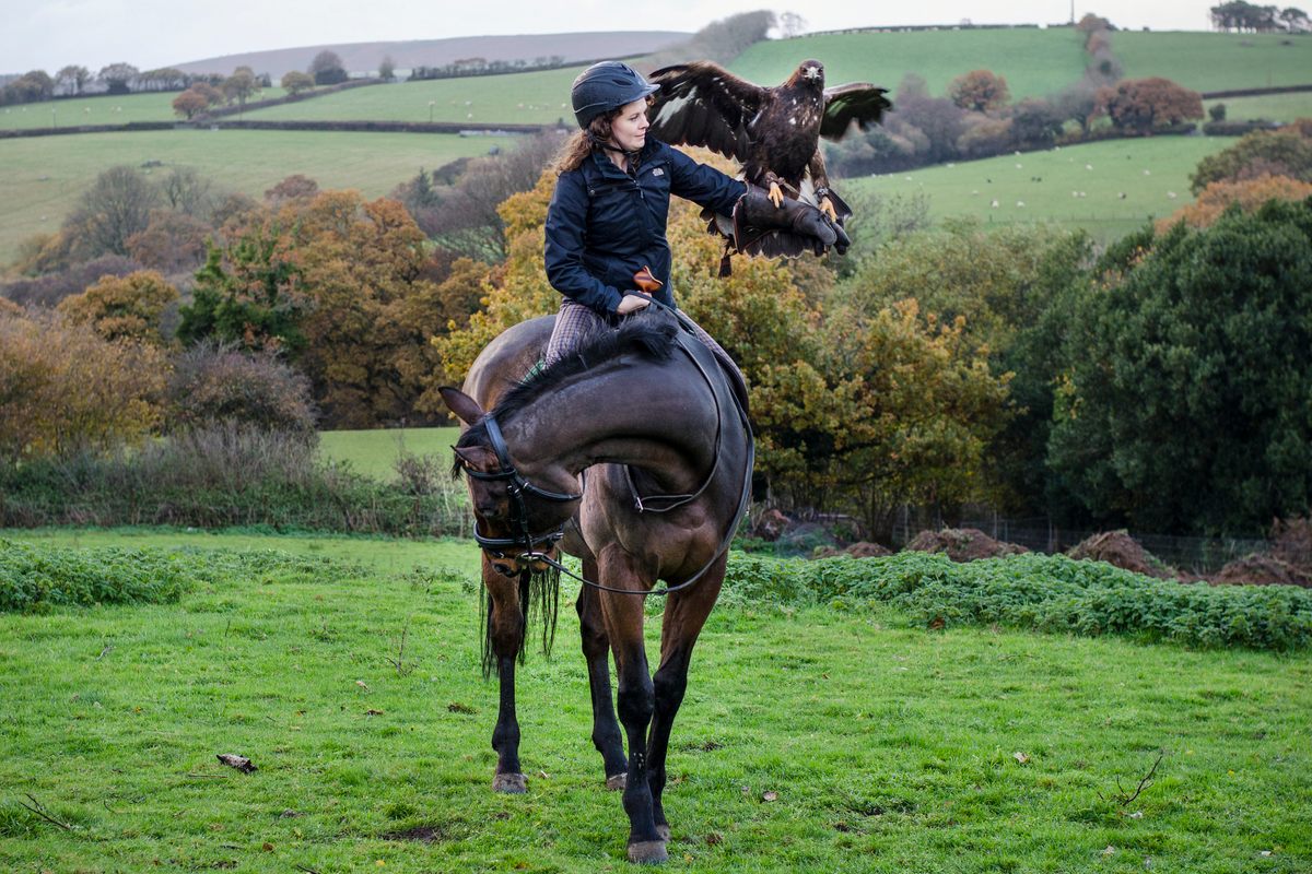 Learning the Ancient Art of Horseback Falconry