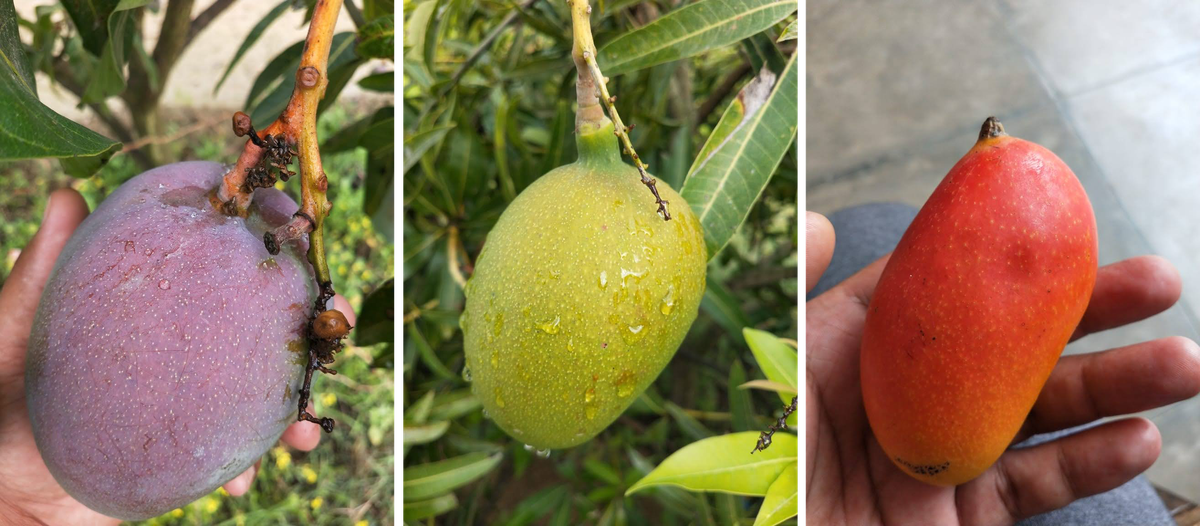 Mango Varieties - Types of Mangoes