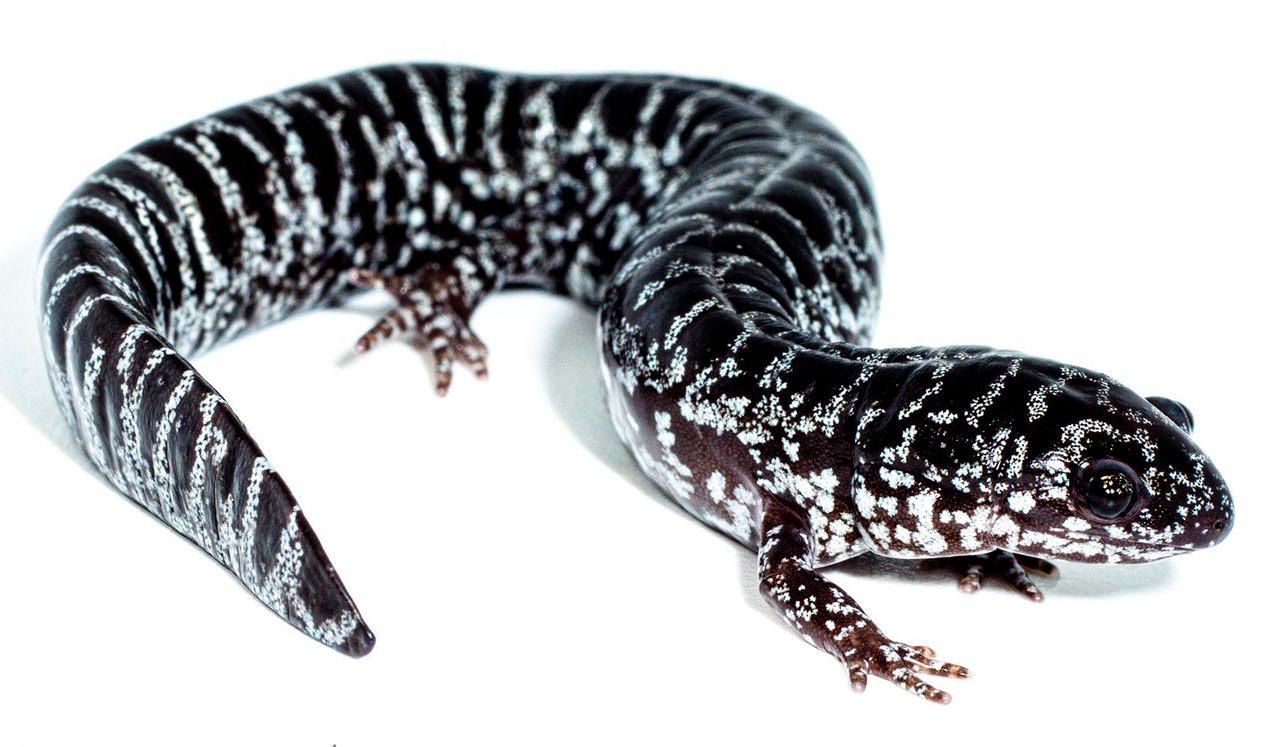Meet the reticulated flatwoods salamander (<em>Ambystoma bishopi</em>).
