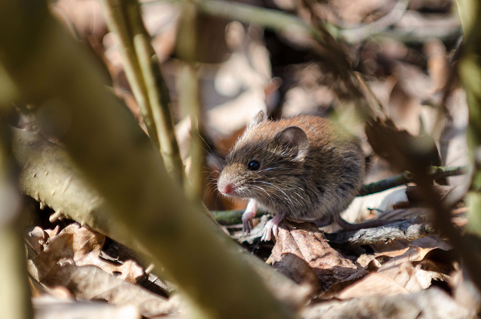 A sighted bank vole, free from radiation.