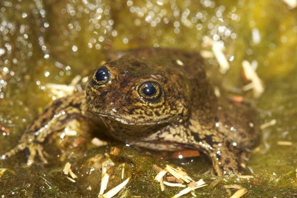 A Loa water frog in its stream.