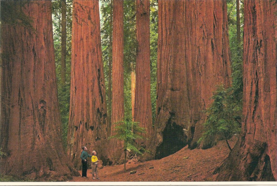 Admiring trees in Sequoia National Park, California.