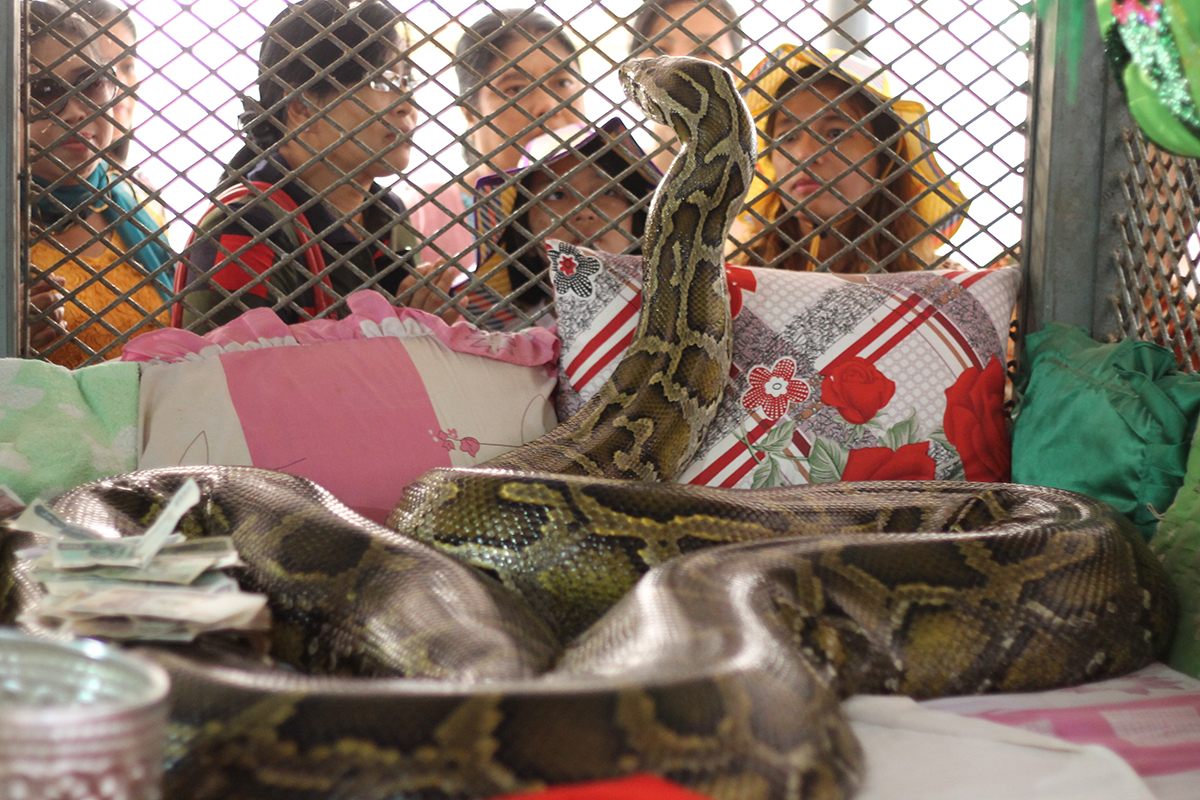 5 Terrifying Stories of Snakes Showing Up in People's Toilets​