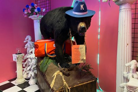 Cocaine Bear in Kentucky for Kentucky