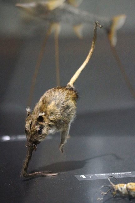 <em>Hopsorrhinus aureus</em>, balancing on its nose, at the Museum Wiesbaden in Germany.