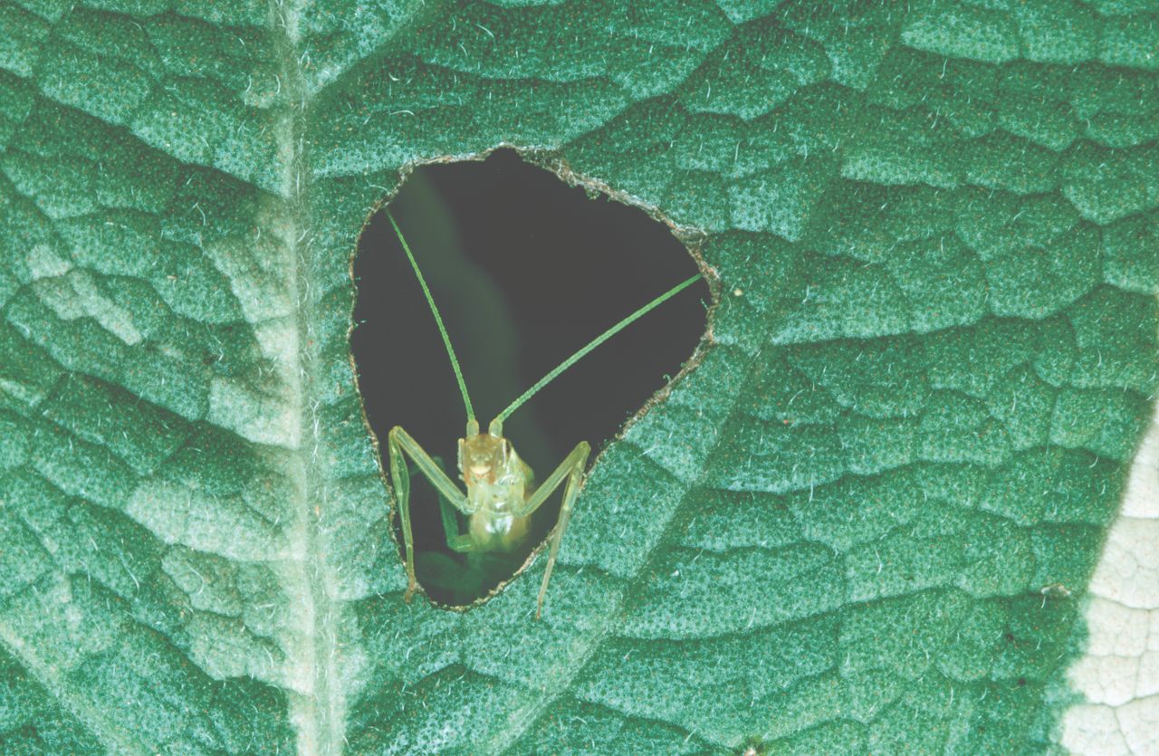 A cricket peers through a leaf hole in South Africa.