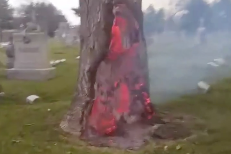 This Tree Burned From the Inside Thanks to Lightning