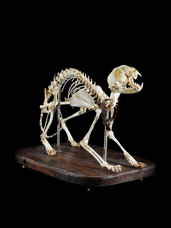A finished cat skeleton. 