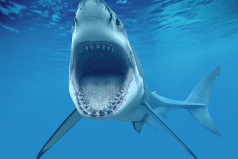 Found: A Nursery of Great White Sharks Off Long Island