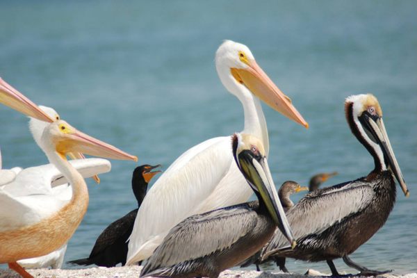 A white pelican with a bump on its bill is pictured here standing next to the brown pelican, a state symbol, which are often only a third the size of white pelicans.