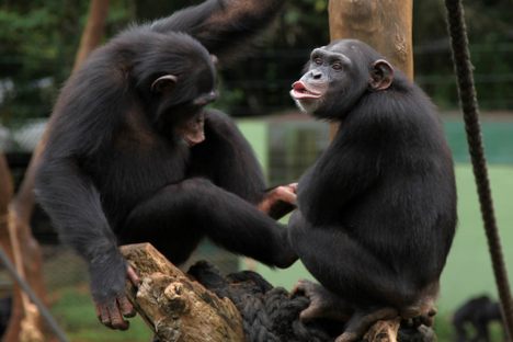 Chimpanzees at the sanctuary.