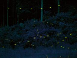 Regular fireflies. Just use your imagination.