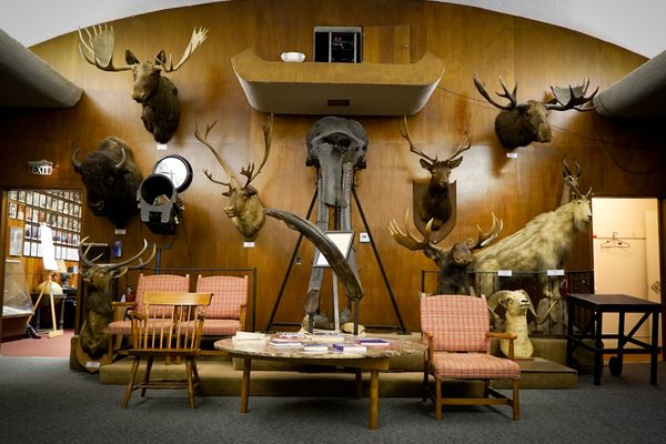 Mammoth skull donated to the Adventurer’s Club in 1925 by club member Joseph Chilberg.