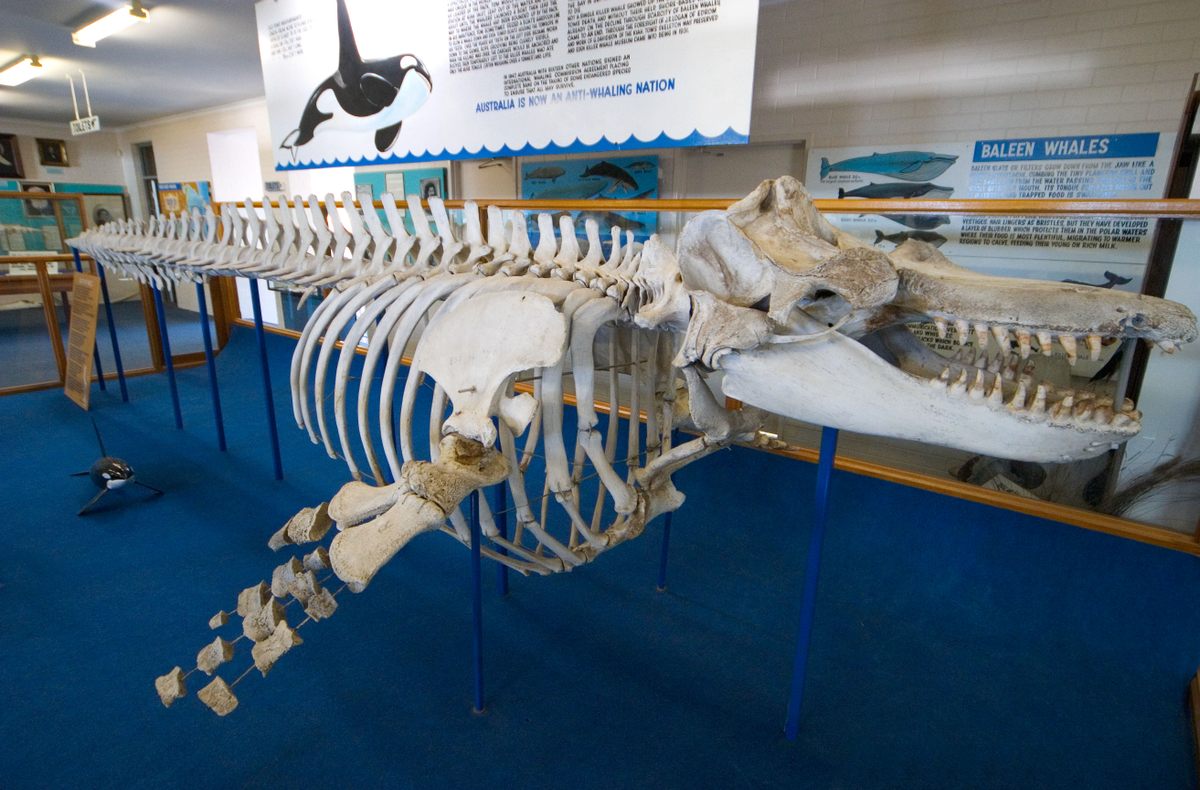 Old Tom's skeleton is on display at the Eden Killer Whale Museum. The gap in the front teeth shows where the abscess that might have killed him formed.