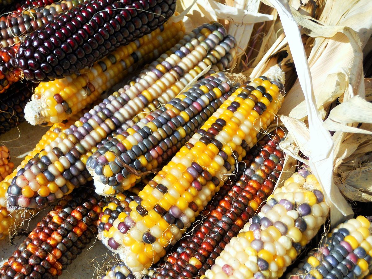 This corn is an import.