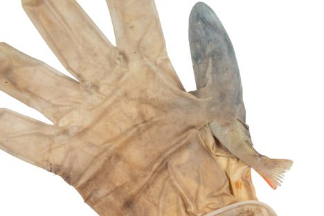 This poor perch was trapped inside a plastic glove.