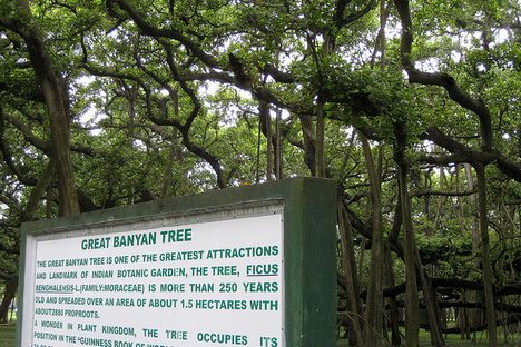 Curious Fact of the Week: The Tree That is a Forest