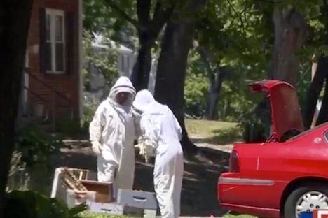 Police Find Swarm of Bees Intentionally Placed in Car’s Trunk