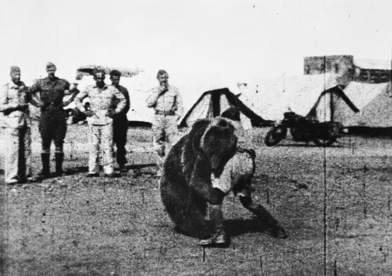 Wojtek wrestles with the troops during his first tour of duty in 1942. (Photo: Imperial War Museum/Public Domain)