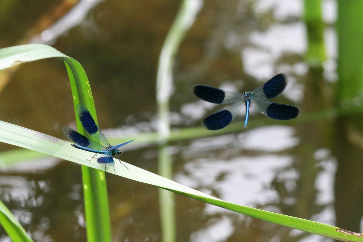 Wilson's team found that <em>Calopteryx splendens</em> (also known as the banded demoiselle), seen here in a more natural setting, only appeared on litter.