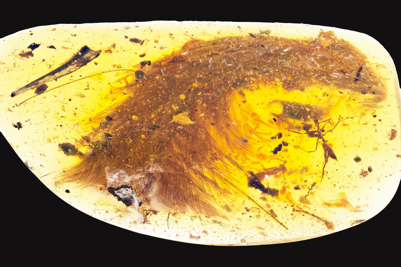 A preserved dinosaur tail, with its feathers.