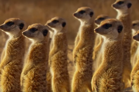 Watch a Bird Trick Meerkats Out of Their Food