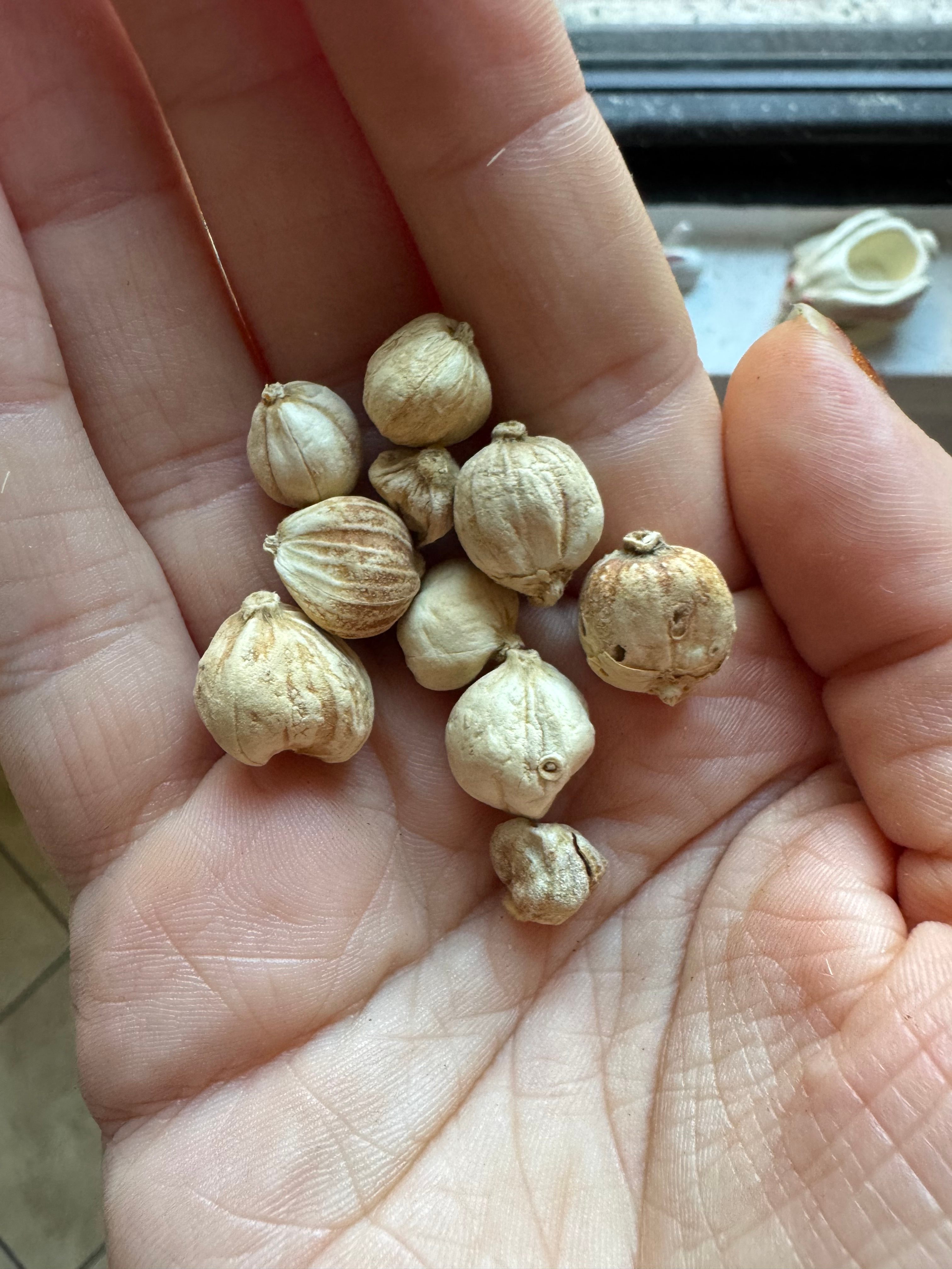 True white cardamom pods are almost spherical.