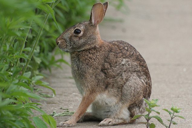 A Cottontail Quandary: Chicago's Rabbit Problem