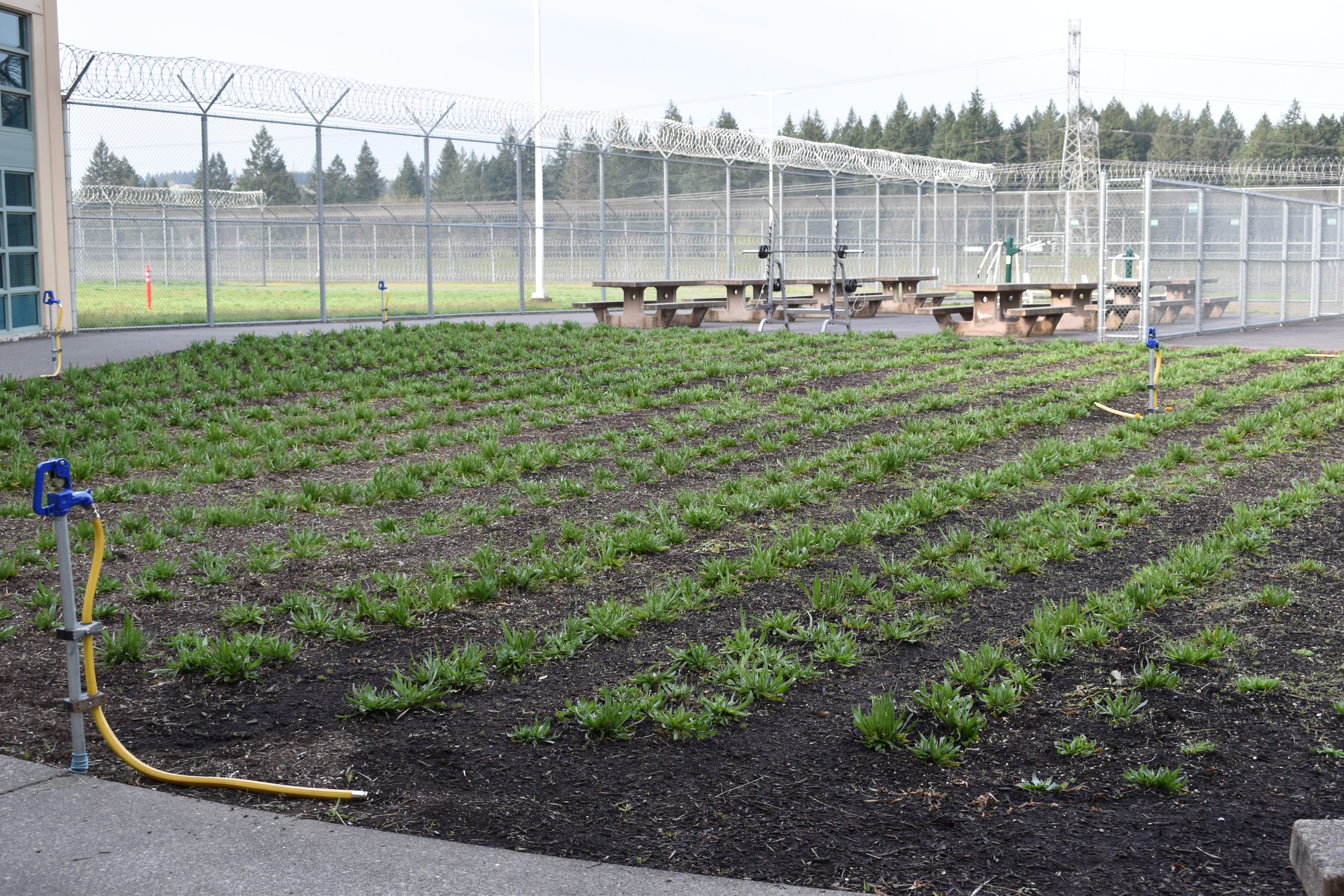 Coffee Creek's exercise yard now teems with 2,200 plantago plants.