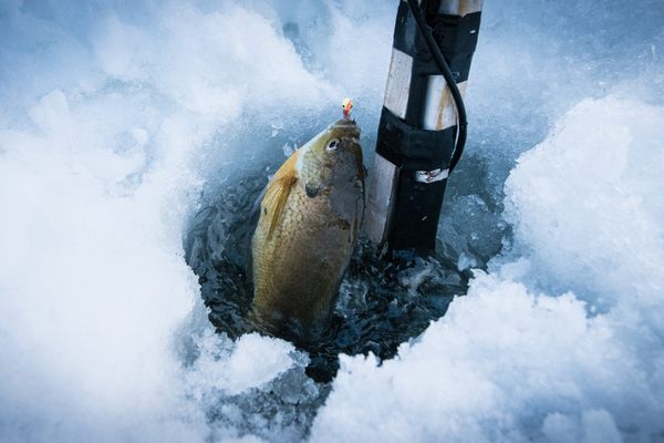 A fish sits on the edge of a hole cut through the ice of Bass Lake in Minnesota’s Superior National Forest.