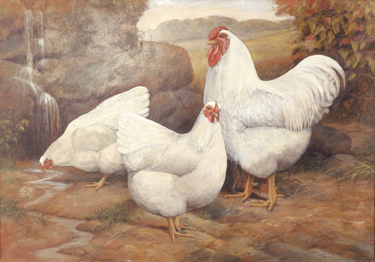 <em>White Wyandottes</em>, A.O. Schilling, 1931.