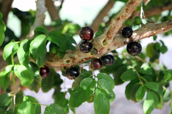 Jaboticaba growing on a branch.