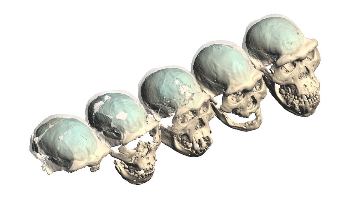 Fossils of early humans from Dmanisi include five partial crania, digitally simulated here. One of the individuals (second from right) would not have been able to eat unassisted, suggesting others acted as caretakers.