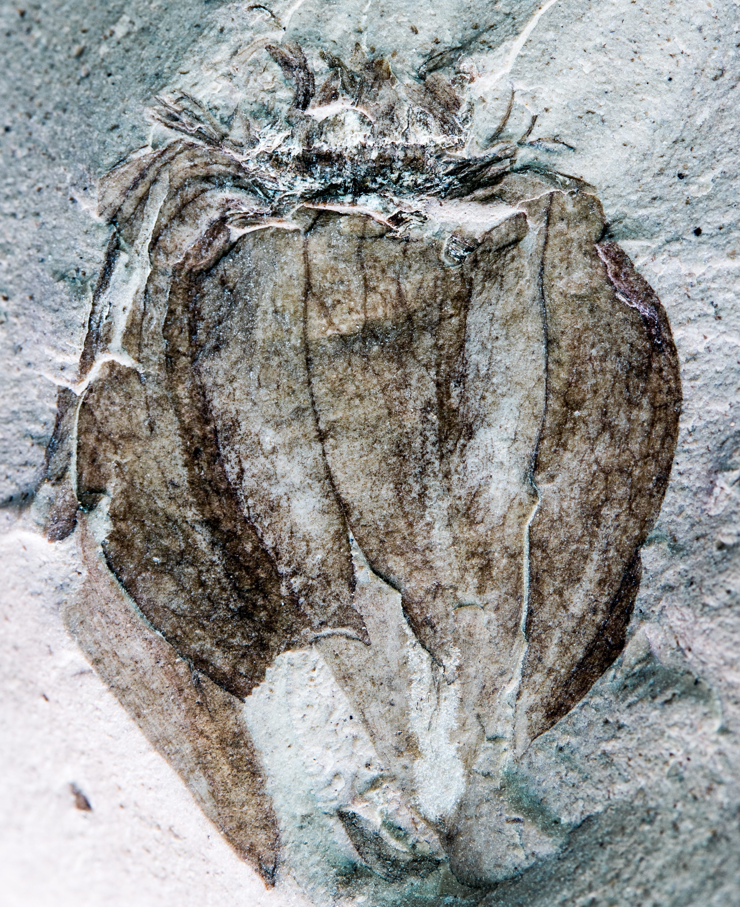 A fossil groundcherry, Physalis infinemundi.