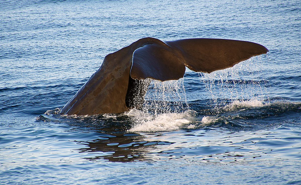 A whale's fluke is a bit like a fingerprint.