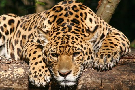 A contemplative jaguar 