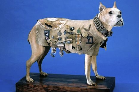 Sergeant Stubby at the Smithsonian