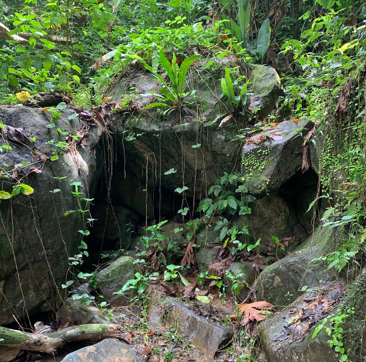 The cave coquí's habitat is at risk from earthquakes, extreme weather events, and human activity.
