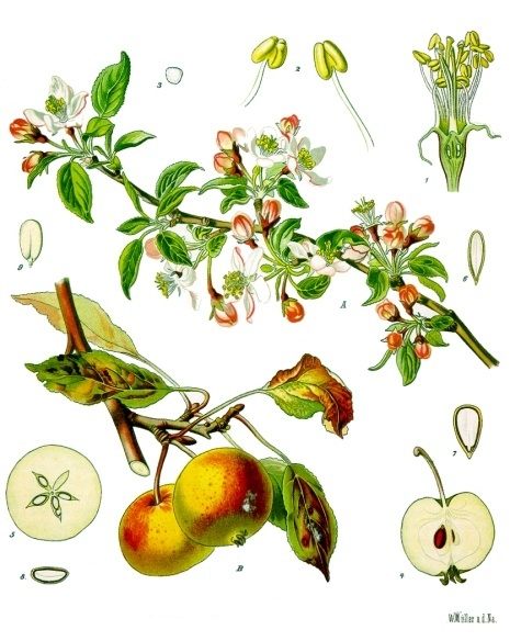 Illustration of parts of an apple tree
