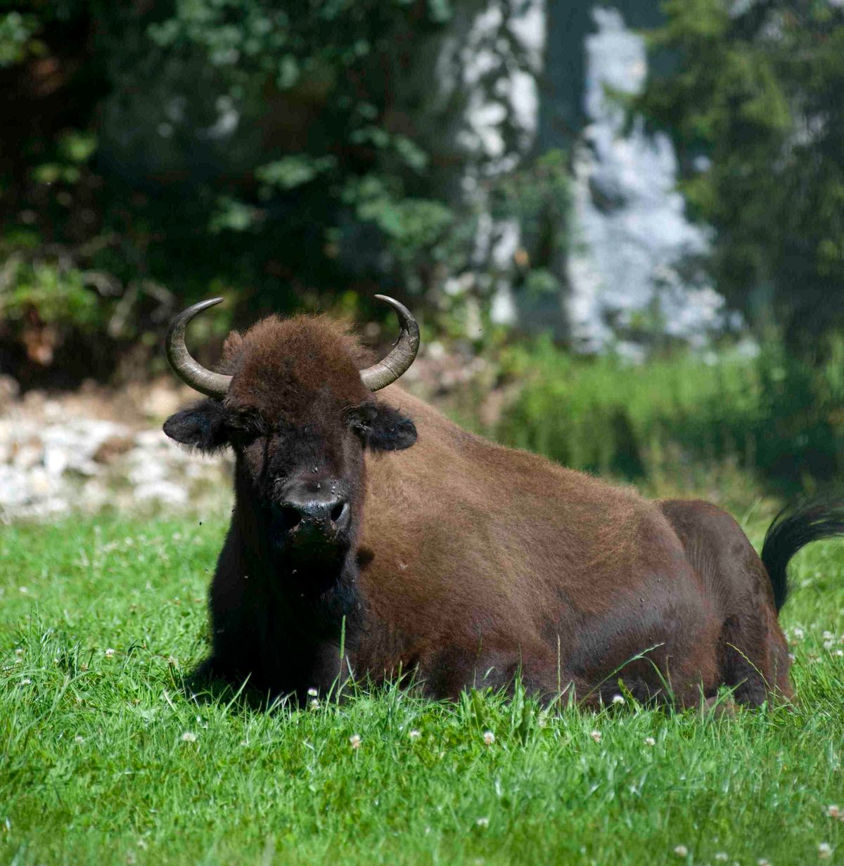 How North American Bison Ended Up in the Swiss Alps