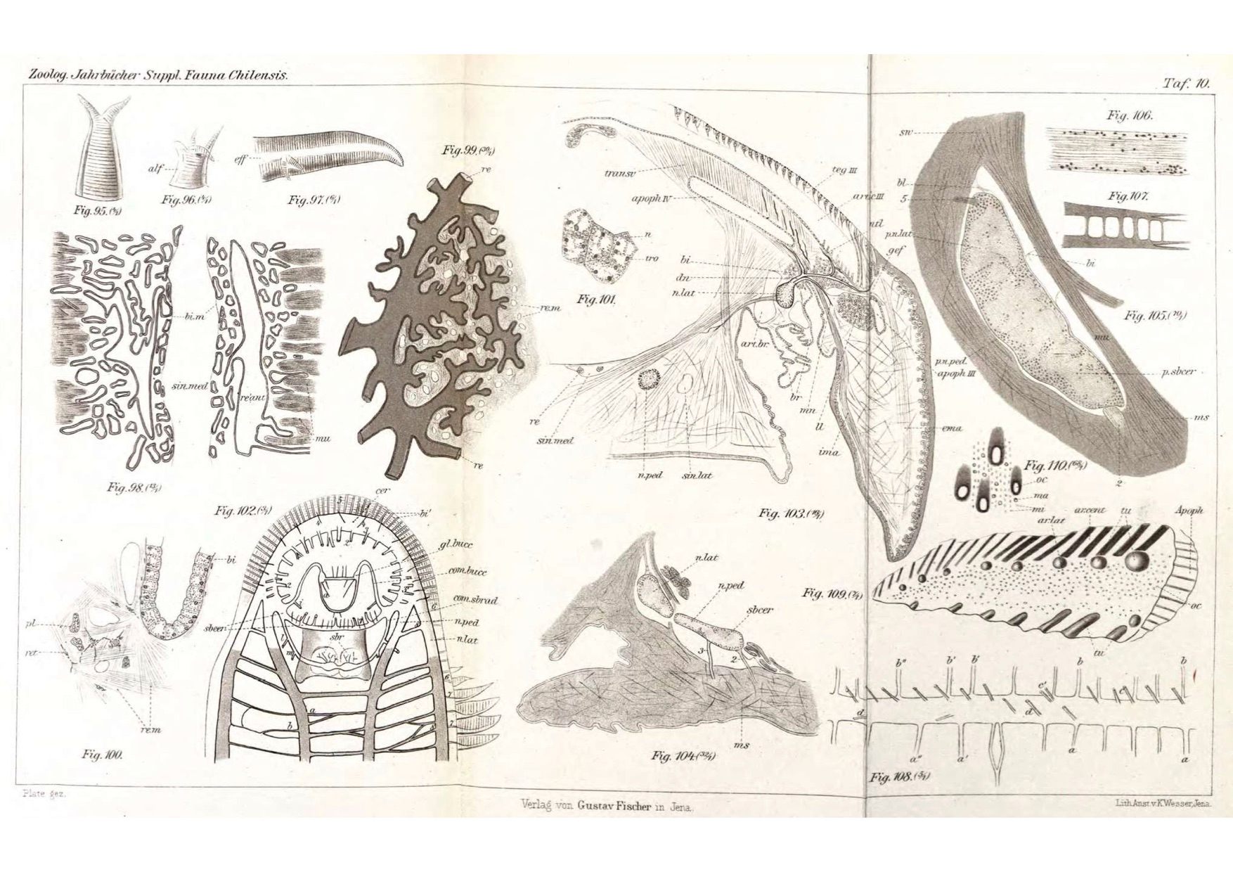In the late 1800s, researchers first identified portions of the chiton nerve ring.