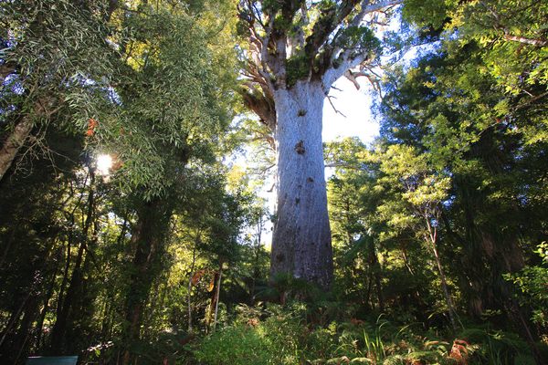 Tāne Mahuta and the surrounding forest.