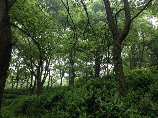 Centuries-old tea forests are rare, and getting rarer.