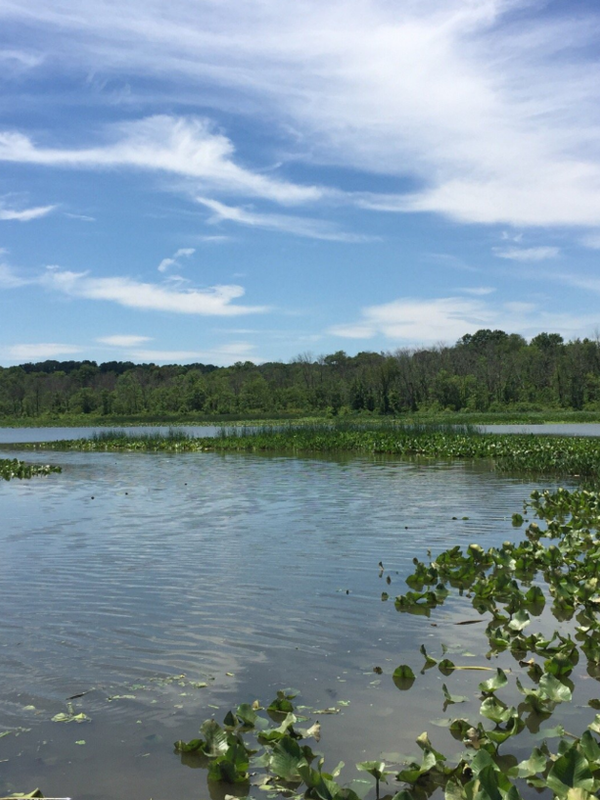 The Jug Bay Wetlands Sanctuary, a freshwater tidal wetland in Lothian, Maryland.