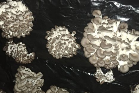La Cave des Roches (Mushroom Caves)