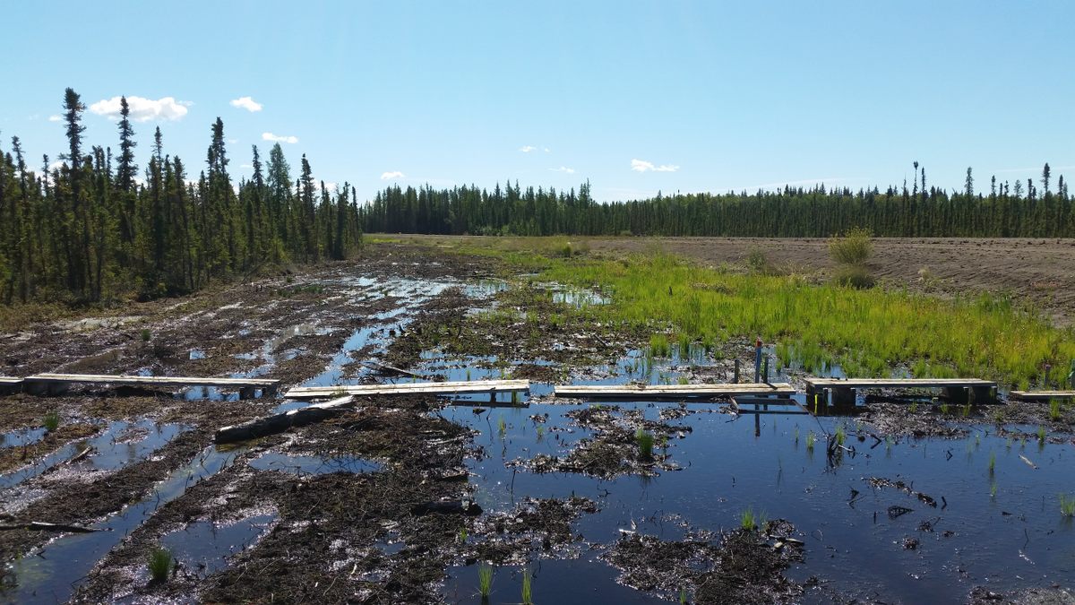 Bogs Lose Their Carbon-Chomping Powers When Roads Cut Through Them